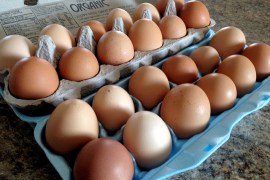 free range, humane, local, organic, eggs